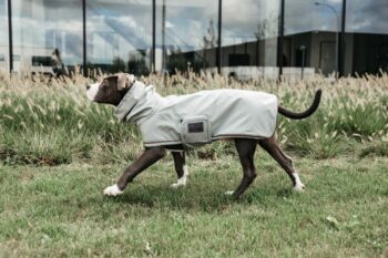 Kentucky Dog Rain Coat