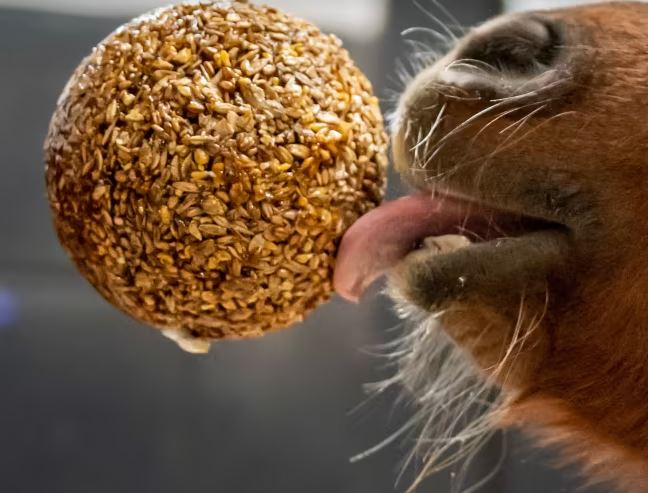 Likit Granola Stall-Ball 1,6 kg