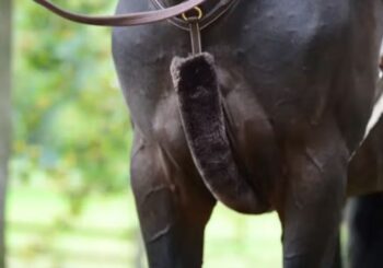 Kentucky Sheepskin Breastplate