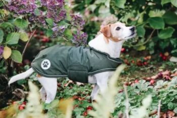 Kentucky Dog Coat Waterproof 300g