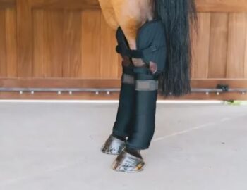 Kentucky Stable Bandage Pad With Hook Protection