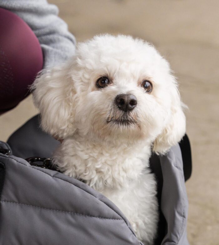 KLMacey Dog Blanket Bag
