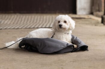 KLMacey Dog Blanket Bag