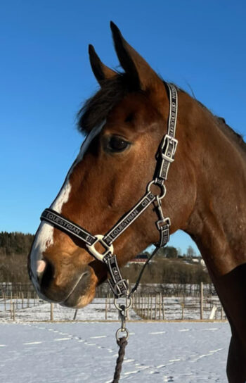 C2E MILLBRAE Logo Nylon Halter