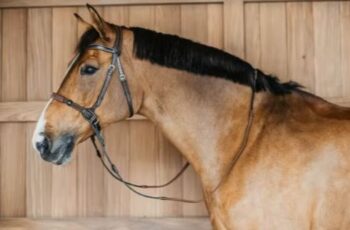 Dyon Bitless Bridle Working By Dyon