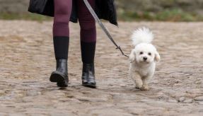Kingsland KLMacey Dog Collar & Leash