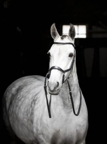 Micklem Bittløst Hodelag