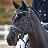 By Equalityline Hamilton dressur hodelag rundsydd m/grå krystaller