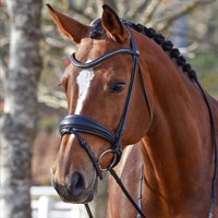 by Equality Line Hannibal Dressur Hodelag m/sorte klinkers