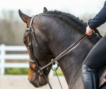 Dyon Hunter Draw Reins