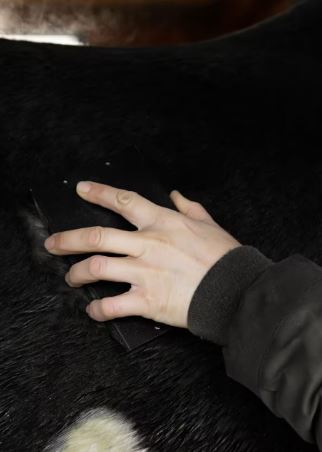 Grooming Deluxe Steel Curry Comb