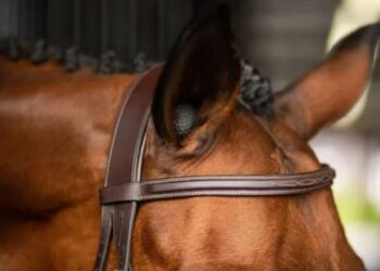 Pomms Premium Equine Earplugs