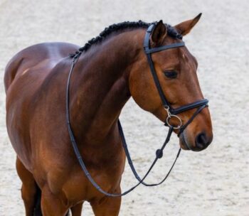 Trust Hamburg Training Bridle w/Padding & Rubber Reins