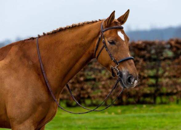 Trust Hickstead Hackamore Hodelag