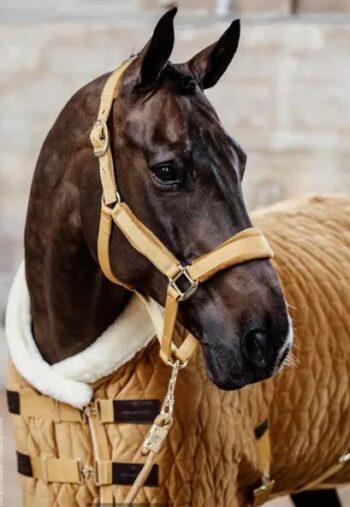 Kentucky Show Rug Velvet