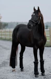 Incrediwear Circulation Standing Wraps Pair