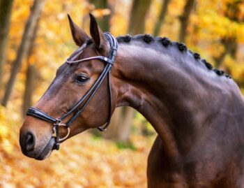 Finesse Bridles Spirit Hodelag