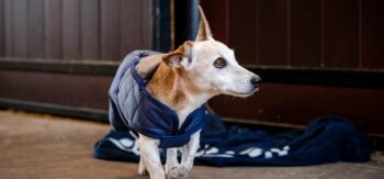 Bucas Cosy Hundedekken