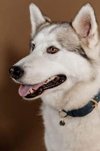 Kentucky Dog Collar Vegan Leather